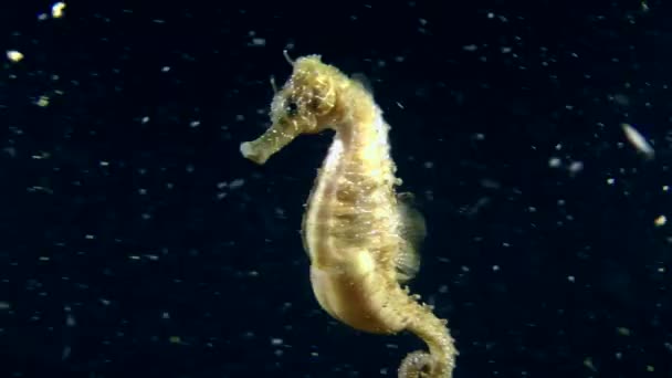 Морський кінь повільно плаває — стокове відео