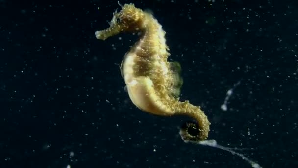 Sea horse slowly swimming — Stock Video