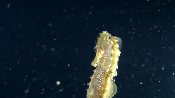 Sea horse slowly swimming — Stock Video