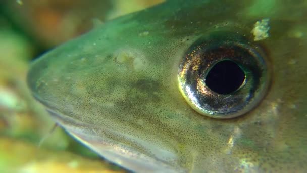 Tengeri hal vékonybajszú tőkehal — Stock videók