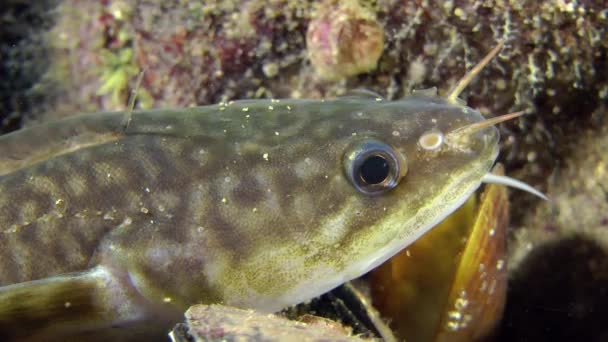 Fisk Medelhavet skärlånga — Stockvideo