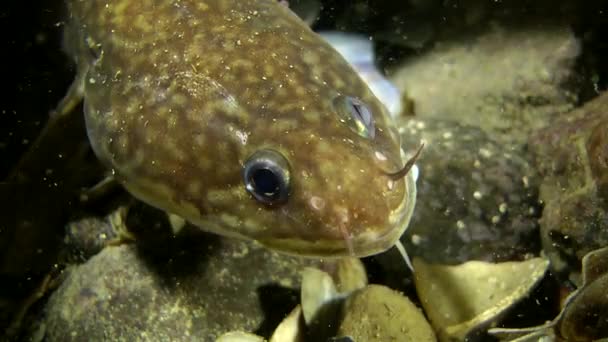 Peixes rockling Mediterrâneo — Vídeo de Stock