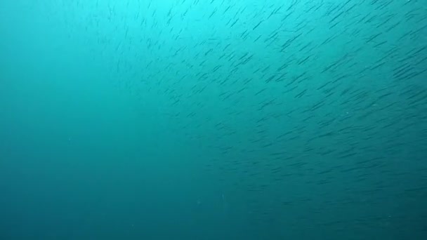 Um bando de peixes marinhos — Vídeo de Stock