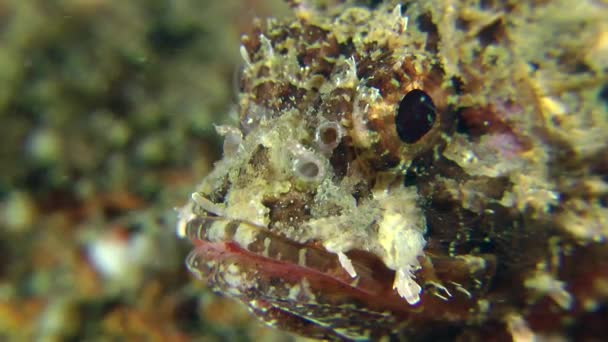 Spotted scorpionfish at rest underwater — Stock Video