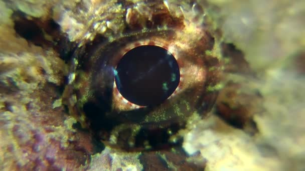 Oko czarny scorpionfish (Scorpaena porcus). — Wideo stockowe