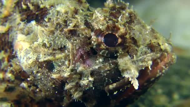 Пятнистая скорпионка отдыхает под водой — стоковое видео