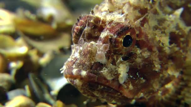 Su altında istirahat benekli scorpionfish — Stok video