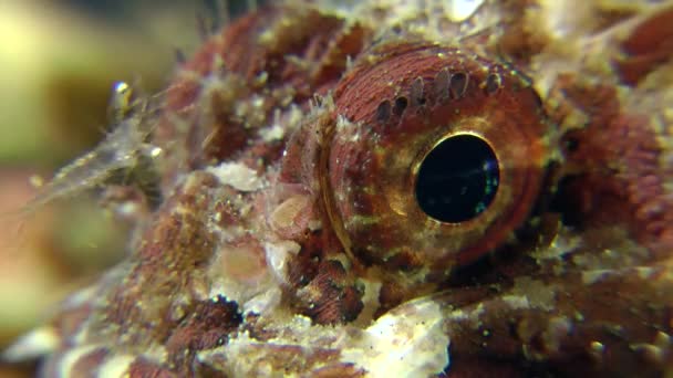 Пятнистая скорпионка отдыхает под водой — стоковое видео