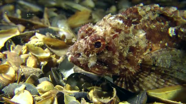 Spotted scorpionfish onbeweeglijk onderwater — Stockvideo