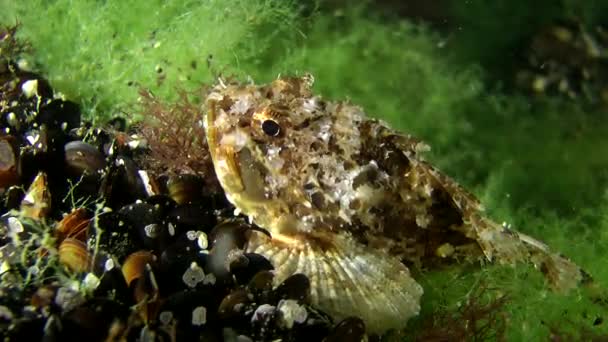 Łaciate scorpionfish na odpoczynek pod wodą — Wideo stockowe