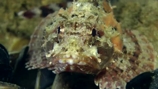 Spotted scorpionfish en reposo bajo el agua — Vídeos de Stock