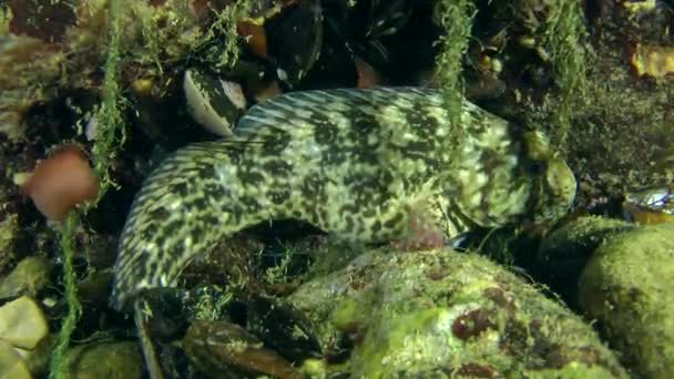 Peixe marinho Rusty blenny — Vídeo de Stock