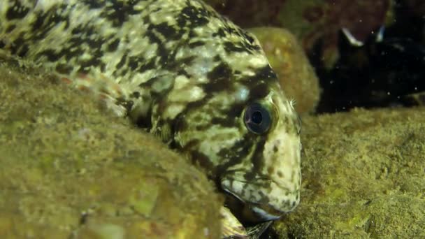 Marine fish Rusty blenny — Stock Video