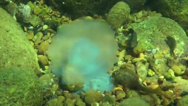 Pesce marino che mangia meduse morte — Video Stock