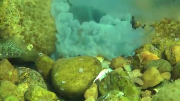 Peces marinos comiendo medusas muertas — Vídeo de stock