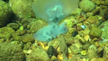 Deniz balıkları yemek ölü denizanası