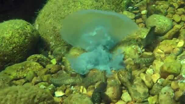 Peces marinos comiendo medusas muertas — Vídeos de Stock