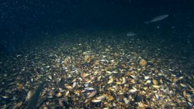 Deniz balıkları uskumru 