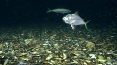 Deniz balıkları uskumru 