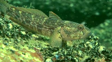 Mantar kaya balığı (Ponticola eurycephalus).