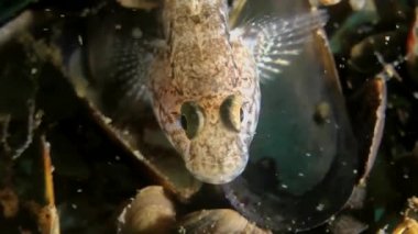 Siyah kaya balığı (kaya Nijer).