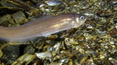 Erkek deniz balık Cuskeel (Ophidion rochei) davul sesi üretir.