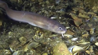 Deniz balıkları Cuskeel (Ophidion rochei).