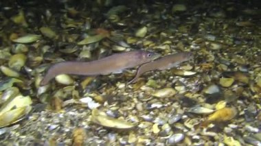 Cuskeel (Ophidion rochei yumurtlama).