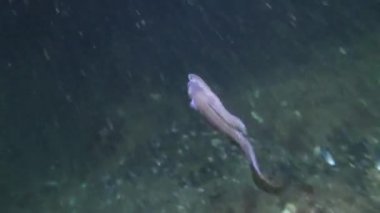 Cuskeel (Ophidion rochei yumurtlama).