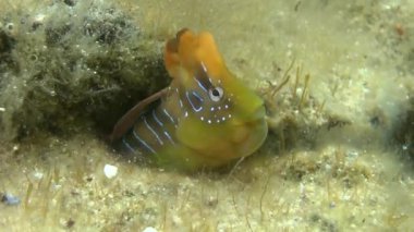 Tavus kuşu blenny (Salaria pavo).