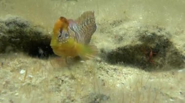 Tavus kuşu blenny (Salaria pavo).