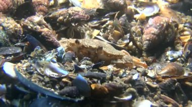 Yüzme Yengeç (Liocarcinus holsatus).