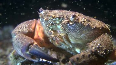 Siğil gibi Yengeç (Eriphia verrucosa).