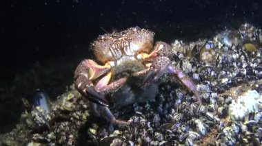 Üreme: Siğil gibi Yengeç (Eriphia verrucosa yumurtlama).