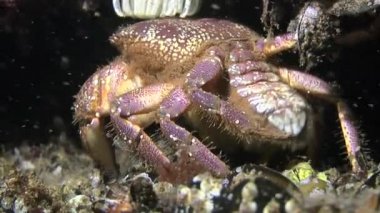 Üreme: Siğil gibi Yengeç (Eriphia verrucosa yumurtlama).