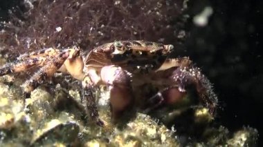 Mermer rock Yengeç (Marmara pavuryası).