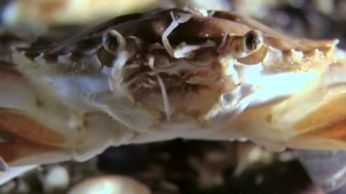 Yüzme Yengeç (Liocarcinus holsatus).