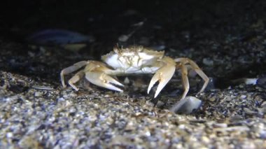 Yüzme Yengeç (Liocarcinus holsatus).