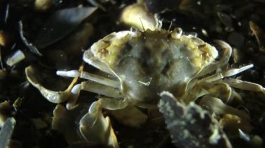 Yüzme Yengeç (Liocarcinus holsatus).