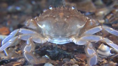 Yüzme Yengeç (Liocarcinus holsatus).