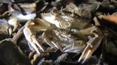 Yüzme Yengeç (Liocarcinus holsatus çiftleşme).