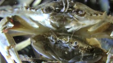 Yüzme Yengeç (Liocarcinus holsatus çiftleşme).