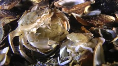 Yüzme Yengeç (Liocarcinus holsatus çiftleşme).