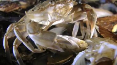 Yüzme Yengeç (Liocarcinus holsatus çiftleşme).