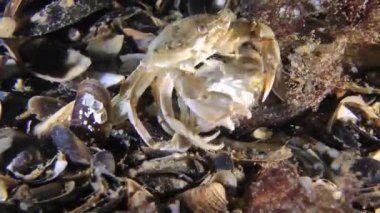 Yüzme Yengeç (Liocarcinus holsatus çiftleşme).