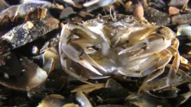 Yüzme Yengeç (Liocarcinus holsatus çiftleşme).