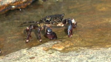 Mermer rock Yengeç (Marmara pavuryası).