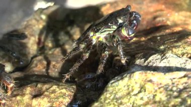 Mermer rock Yengeç (Marmara pavuryası).