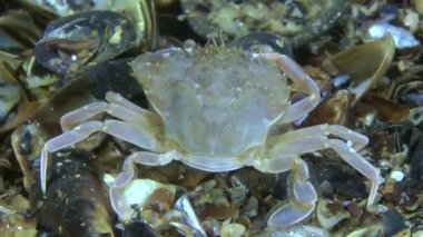 Yüzme Yengeç (Liocarcinus holsatus).