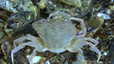 Yüzme Yengeç (Liocarcinus holsatus).